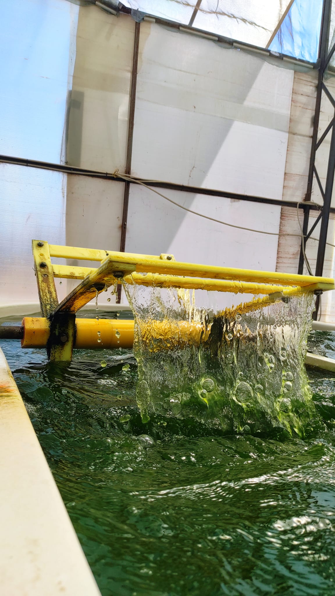 Geleceğin Gübre Teknolojisi: Mikroalg